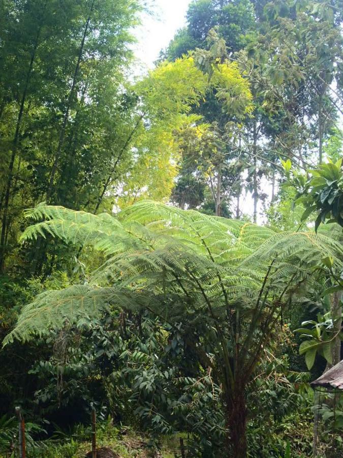 Cabana La Isla Pensionat Jardín Eksteriør billede